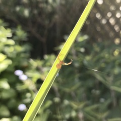 Diaea