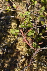Arctostaphylos × media
