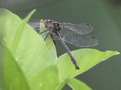 Phanogomphus oklahomensis