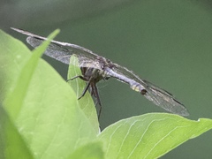 Phanogomphus oklahomensis