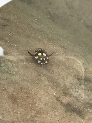 Thermonectus marmoratus