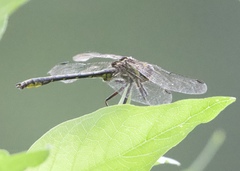 Phanogomphus oklahomensis