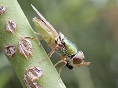 Odontomyia decipiens