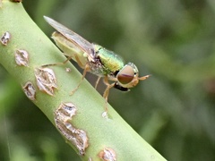 Odontomyia decipiens