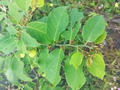 Dalbergia ecastaphyllum