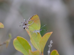 Callophrys xami