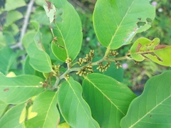 Dalbergia ecastaphyllum