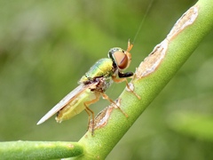 Odontomyia decipiens