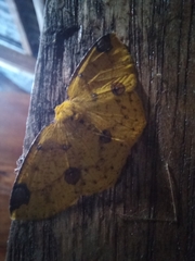 Periclina apricaria