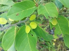 Dalbergia ecastaphyllum