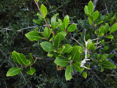 Ilex coriacea