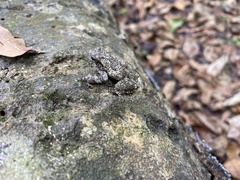 Hyla chrysoscelis