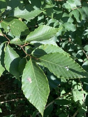 Acalitus ferrugineum