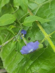 Browallia americana