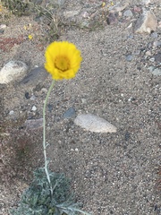 Baileya multiradiata