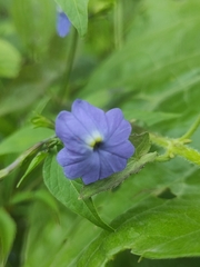 Browallia americana