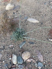 Baileya multiradiata
