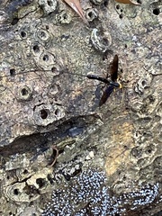 Megarhyssa atrata