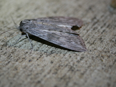 Capusa cuculloides