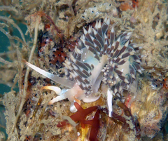 Coryphella cooperi