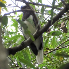 Cyanocorax cristatellus