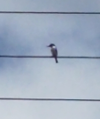 Todiramphus macleayii