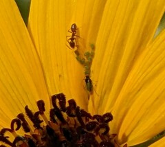 Aphis gossypii