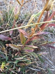 Penstemon rydbergii
