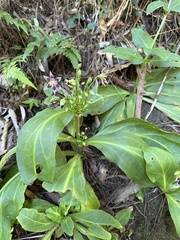 Swertia shintenensis