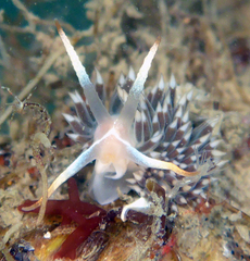 Coryphella cooperi