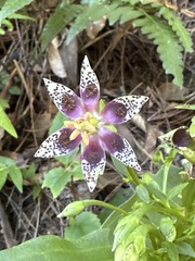 Swertia shintenensis