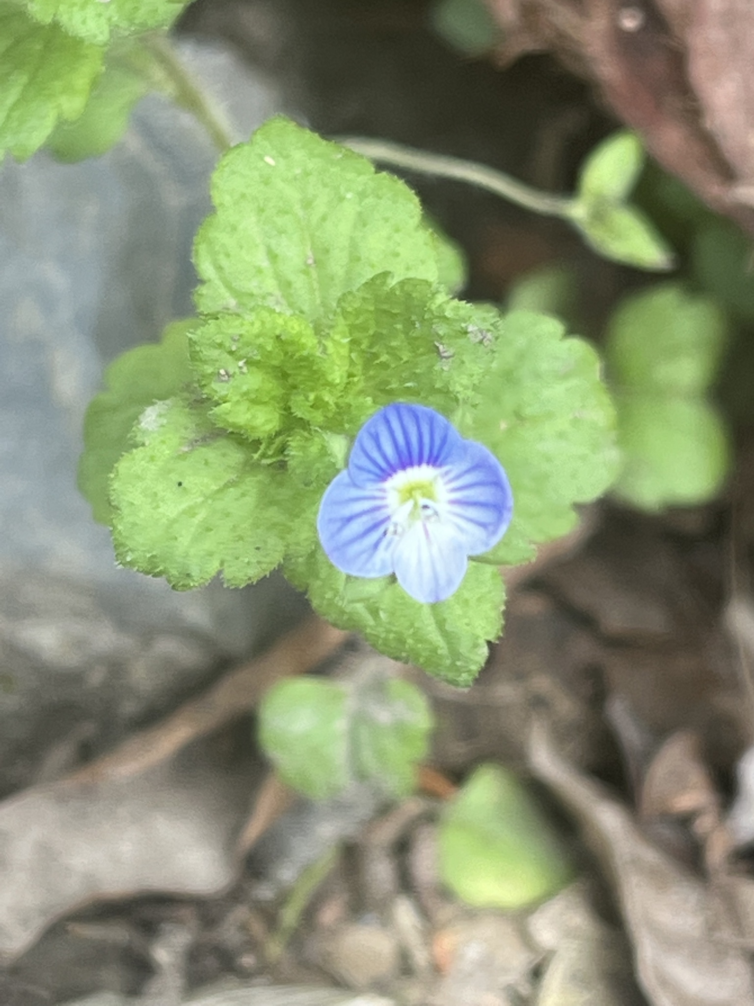 Veronica image
