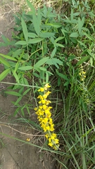 Crotalaria trichotoma