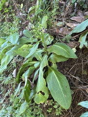 Swertia shintenensis