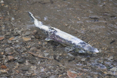Oncorhynchus keta