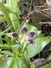 Swertia shintenensis