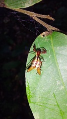 Micrathena sexspinosa