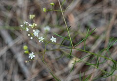 Platysace linearifolia