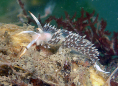 Coryphella cooperi
