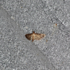 Spilomelini