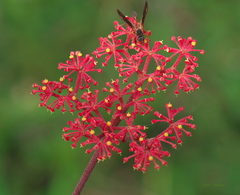 Cissus erosa