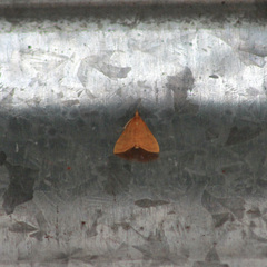 Pyrausta insignitalis