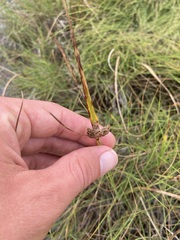 Schoenoplectus pungens