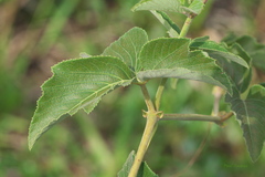 Cissus erosa