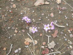 Oxalis caprina