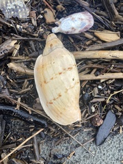 Alcithoe arabica