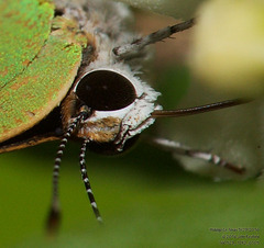 Cyanophrys miserabilis