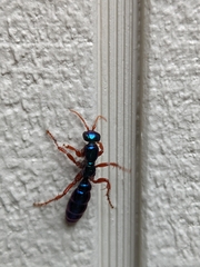 Diamma bicolor