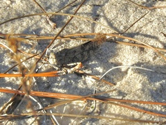 Spharagemon cristatum