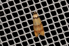 Saphezona pholidoxantha